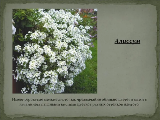 Имеет сероватые мелкие листочки, чрезвычайно обильно цветёт в мае и в начале