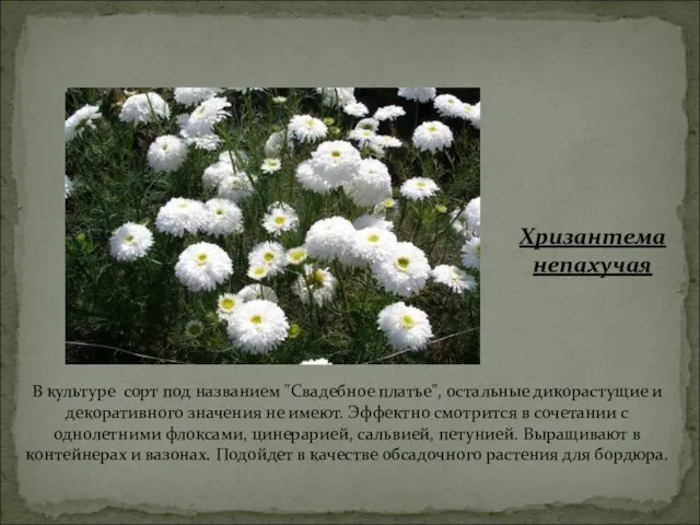 В культуре сорт под названием "Свадебное платье", остальные дикорастущие и декоративного значения