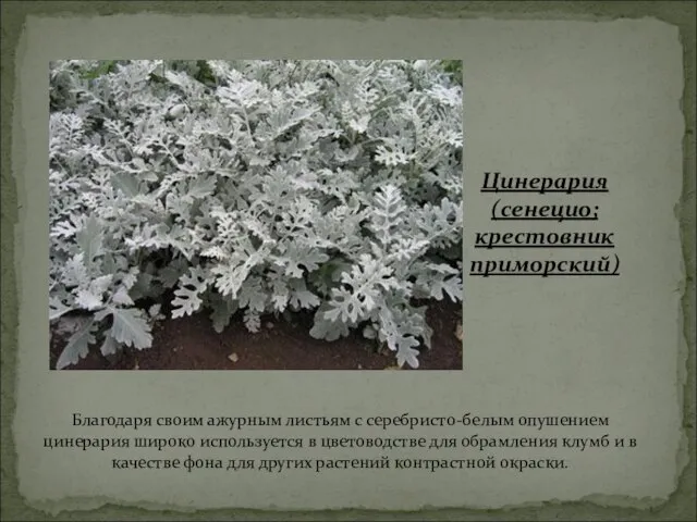 Благодаря своим ажурным листьям с серебристо-белым опушением цинерария широко используется в цветоводстве