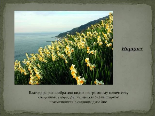 Благодаря разнообразию видов и огромному количеству созданных гибридов, нарциссы очень широко применяются в садовом дизайне. Нарцисс