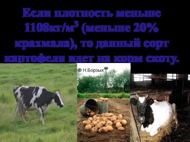 Если плотность меньше 1108кг/м3 (меньше 20% крахмала), то данный сорт картофеля идет на корм скоту.