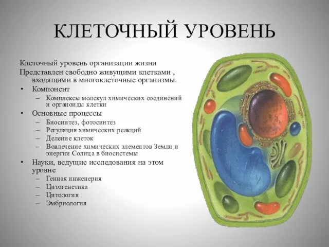 КЛЕТОЧНЫЙ УРОВЕНЬ Клеточный уровень организации жизни Представлен свободно живущими клетками , входящими