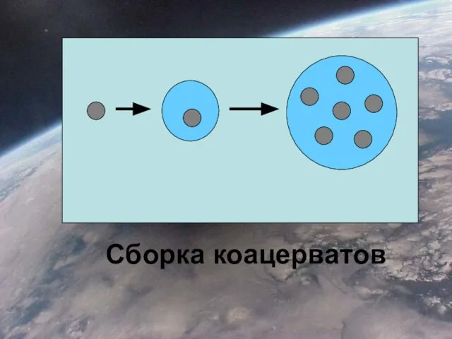 Сборка коацерватов