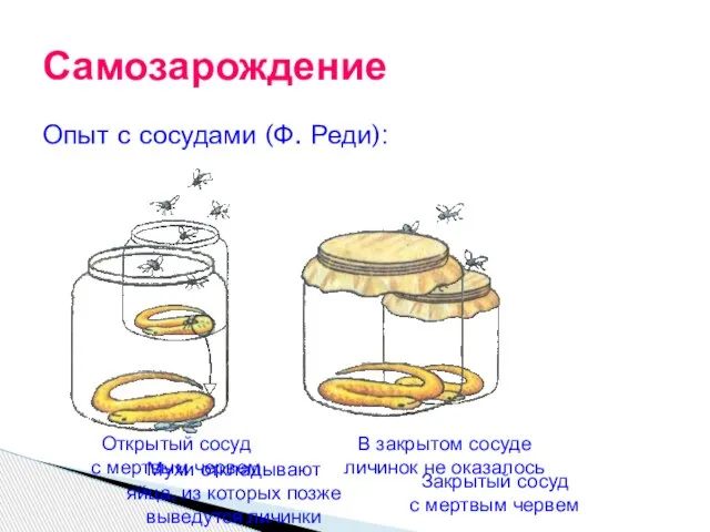 Опыт с сосудами (Ф. Реди): Самозарождение Мухи откладывают яйца, из которых позже