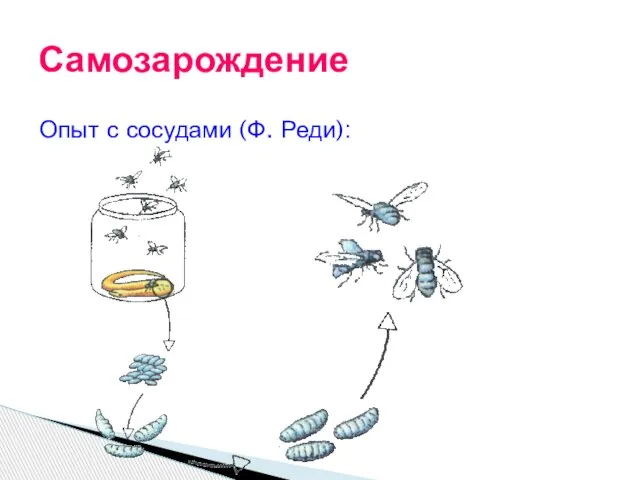 Опыт с сосудами (Ф. Реди): Самозарождение