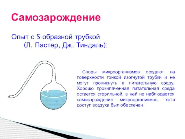 Опыт с S-образной трубкой (Л. Пастер, Дж. Тиндаль): Самозарождение Споры микроорганизмов оседают