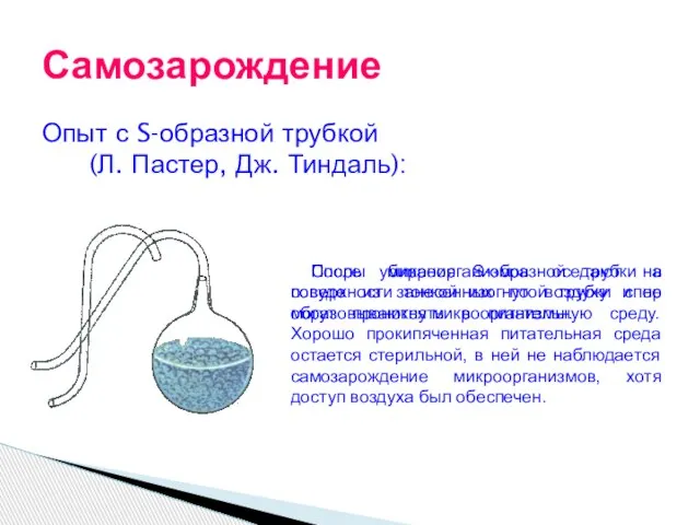 Опыт с S-образной трубкой (Л. Пастер, Дж. Тиндаль): Самозарождение Споры микроорганизмов оседают