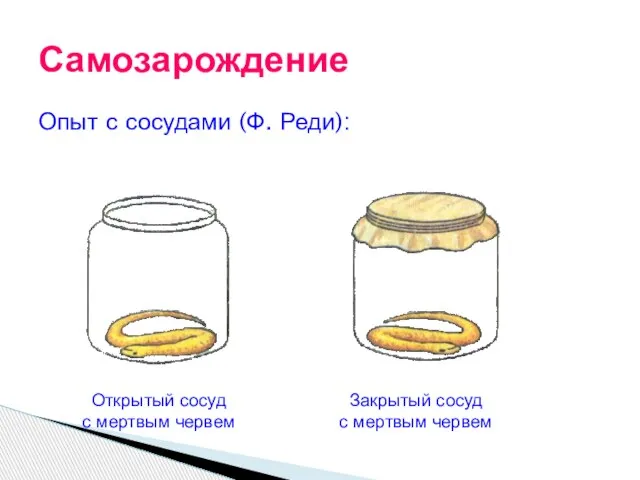 Опыт с сосудами (Ф. Реди): Самозарождение Открытый сосуд с мертвым червем Закрытый сосуд с мертвым червем