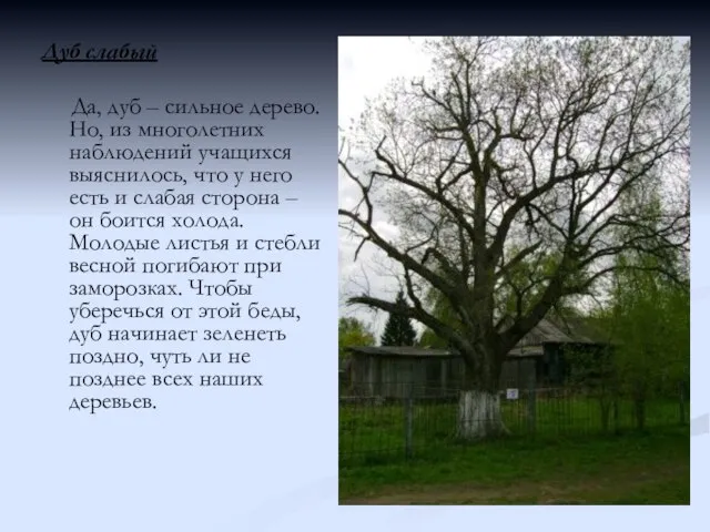 Дуб слабый Да, дуб – сильное дерево. Но, из многолетних наблюдений учащихся