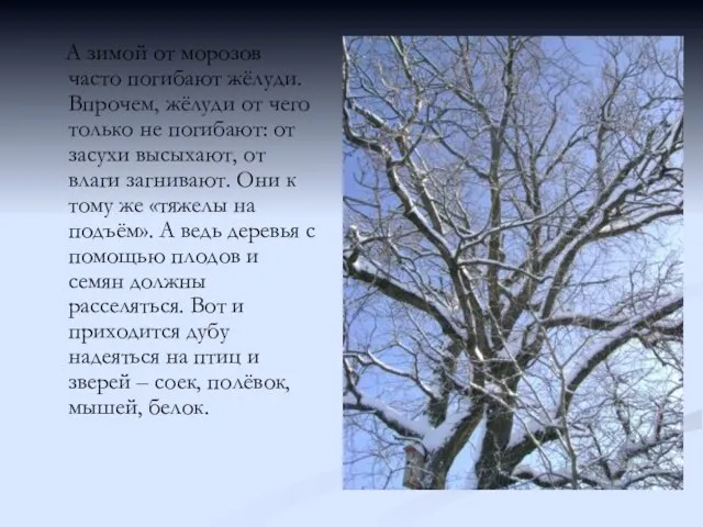 А зимой от морозов часто погибают жёлуди. Впрочем, жёлуди от чего только