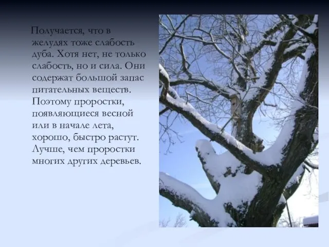 Получается, что в желудях тоже слабость дуба. Хотя нет, не только слабость,