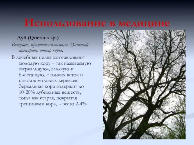 Использование в медицине Дуб (Quercus sp.) Вяжущее, противогнилостное. Основной препарат: отвар коры.
