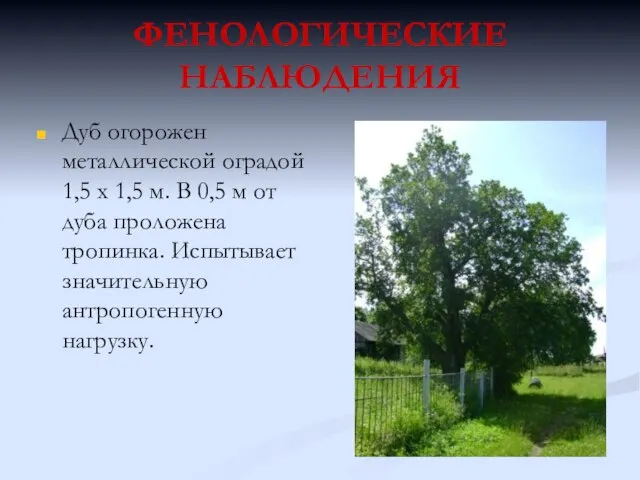 ФЕНОЛОГИЧЕСКИЕ НАБЛЮДЕНИЯ Дуб огорожен металлической оградой 1,5 х 1,5 м. В 0,5