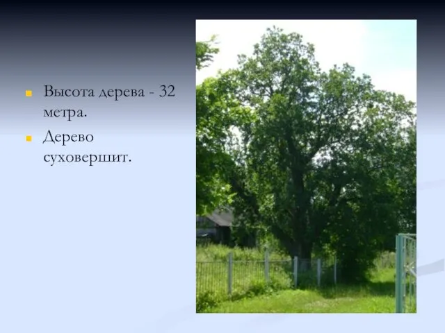 Высота дерева - 32 метра. Дерево суховершит.