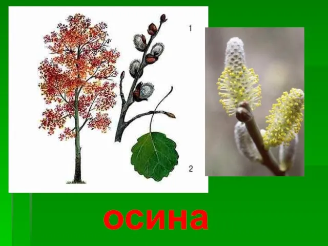 осина Осина.