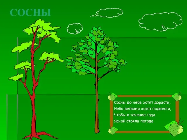 СОСНЫ Сосны до неба хотят дорасти, Небо ветвями хотят подмести, Чтобы в