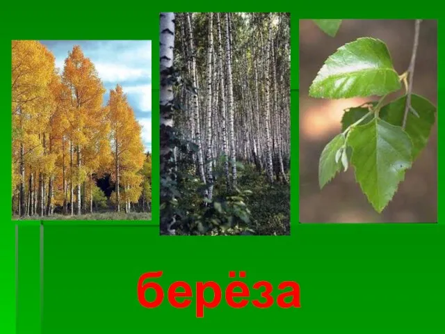 берёза Берёза.