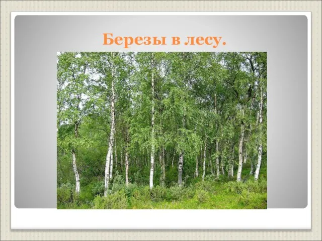 Березы в лесу.