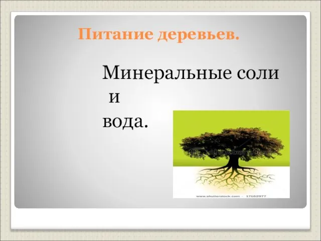 Питание деревьев. Минеральные соли и вода.