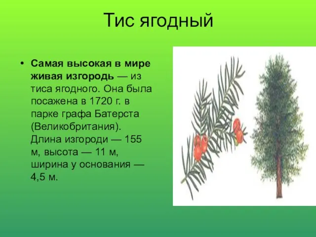 Тис ягодный Самая высокая в мире живая изгородь — из тиса ягодного.