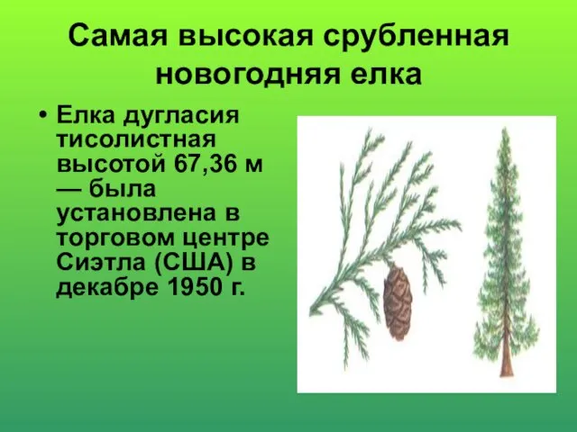 Самая высокая срубленная новогодняя елка Елка дугласия тисолистная высотой 67,36 м —