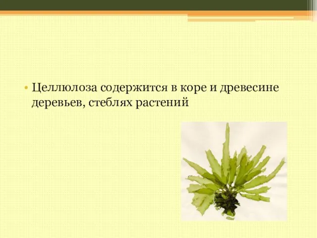 Целлюлоза содержится в коре и древесине деревьев, стеблях растений