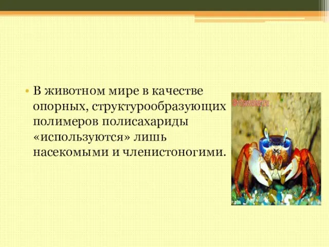 В животном мире в качестве опорных, структурообразующих полимеров полисахариды «используются» лишь насекомыми и членистоногими.