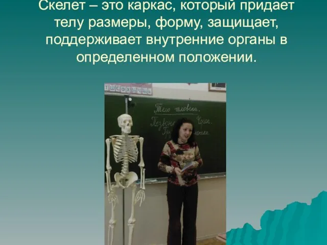 Скелет – это каркас, который придает телу размеры, форму, защищает, поддерживает внутренние органы в определенном положении.