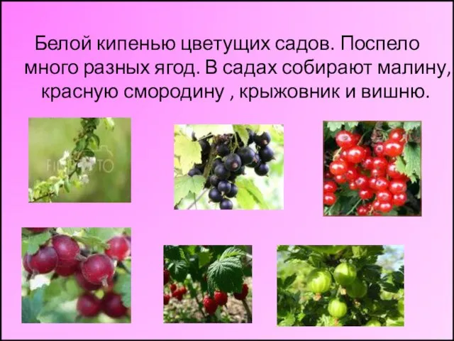 Белой кипенью цветущих садов. Поспело много разных ягод. В садах собирают малину,