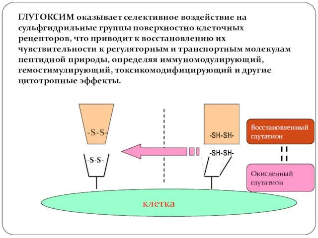 клетка -S-S- -S-S- -SH-SH- -SH-SH- Восстановленный глутатион Окисленный глутатион Окисленный глутатион ГЛУТОКСИМ