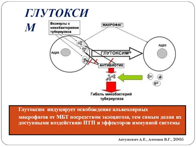 Глутоксим индуцирует освобождение альвеолярных макрофагов от МБТ посредством экзоцитоза, тем самым делая