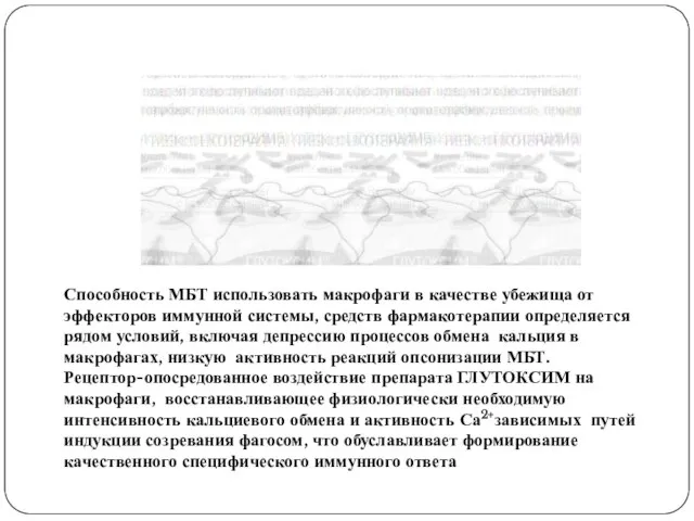 Способность МБТ использовать макрофаги в качестве убежища от эффекторов иммунной системы, средств