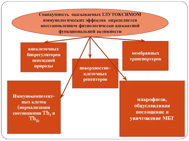 Совокупность оказываемых ГЛУТОКСИМОМ иммунологических эффектов определяется восстановлением физиологически адекватной функциональной активности внеклеточных