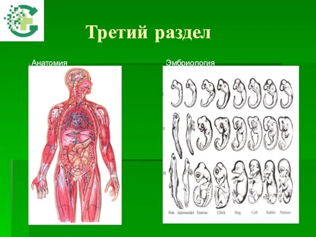 Третий раздел Анатомия Эмбриология