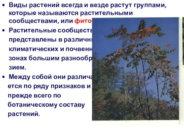 Виды растений всегда и везде растут группами, которые называются растительными сообществами, или