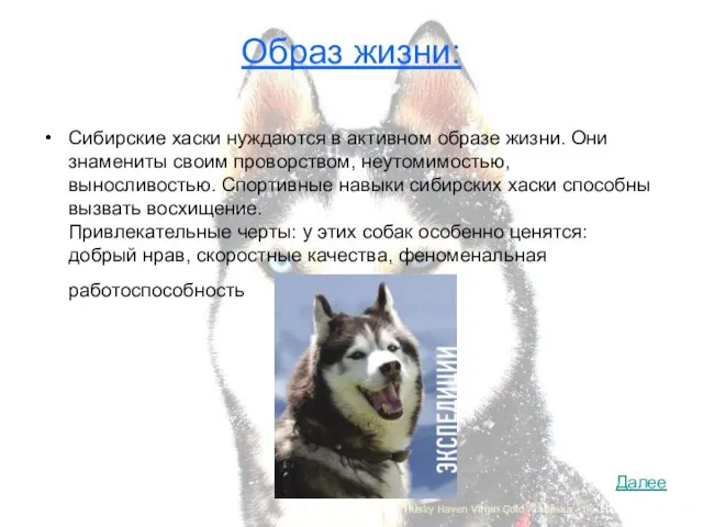 Образ жизни: Сибирские хаски нуждаются в активном образе жизни. Они знамениты своим