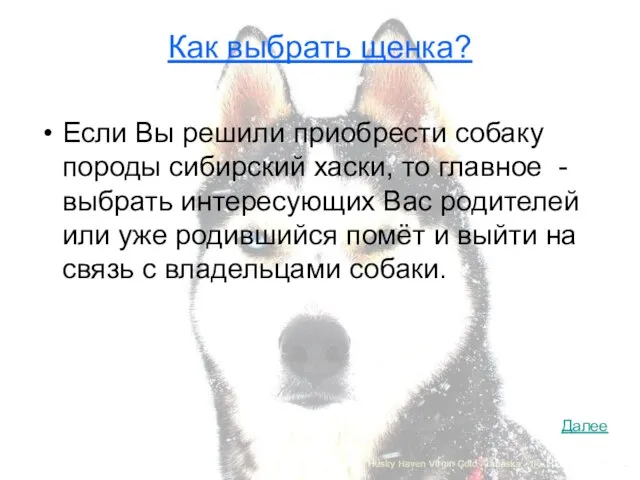 Как выбрать щенка? Если Вы решили приобрести собаку породы сибирский хаски, то