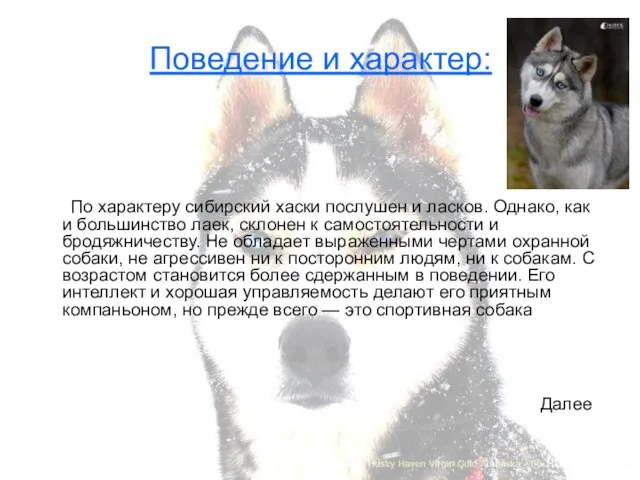 Поведение и характер: По характеру сибирский хаски послушен и ласков. Однако, как