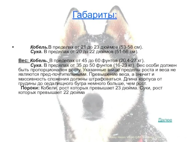 Габариты: Кобель.В пределах от 21 до 23 дюймов (53-58 см). Сука. В