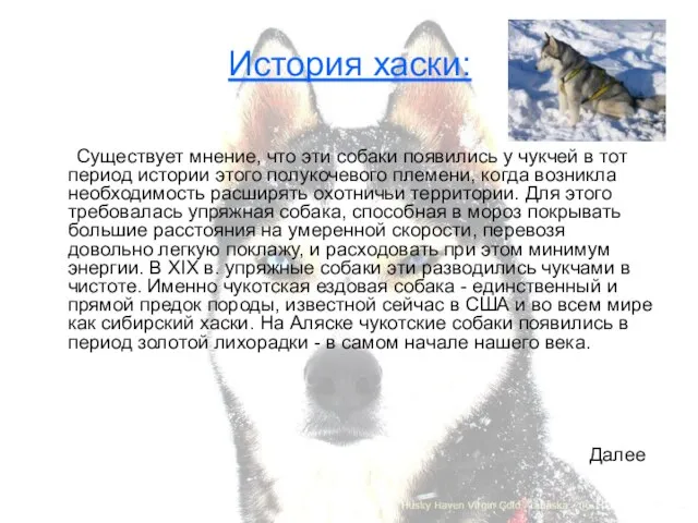 История хаски: Существует мнение, что эти собаки появились у чукчей в тот