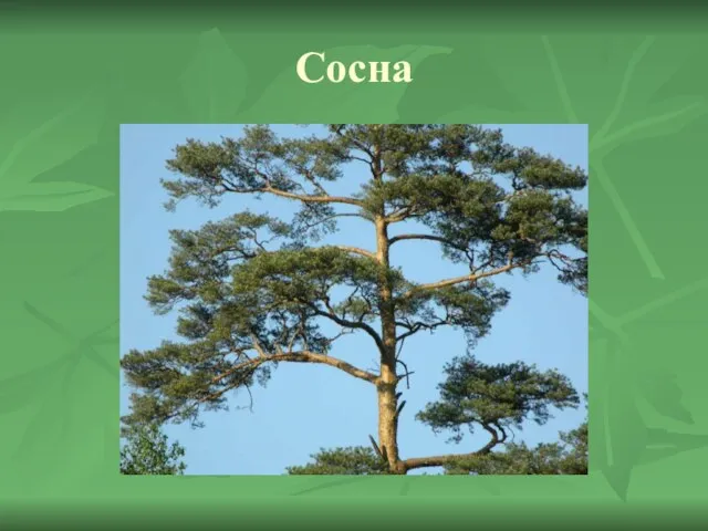 Сосна