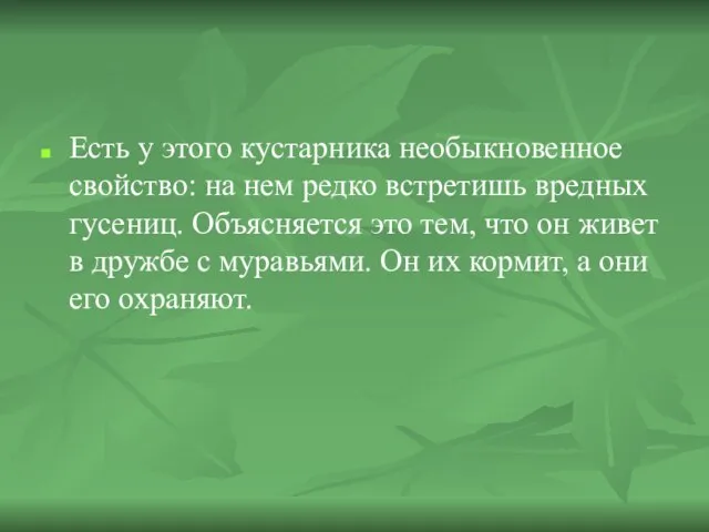 Есть у этого кустарника необыкновенное свойство: на нем редко встретишь вредных гусениц.