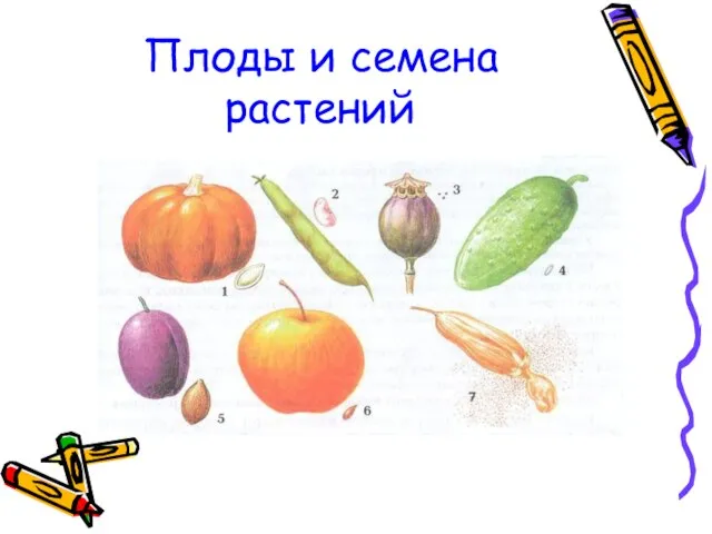 Плоды и семена растений