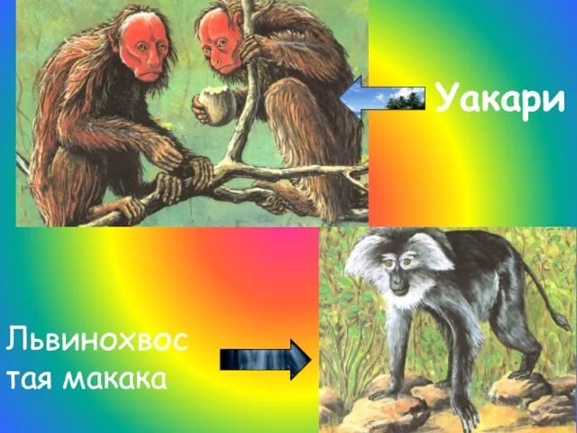 Уакари Львинохвостая макака