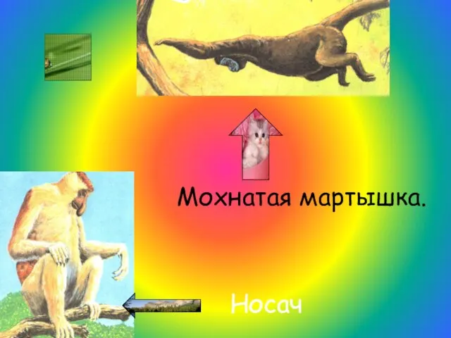 Носач Мохнатая мартышка.