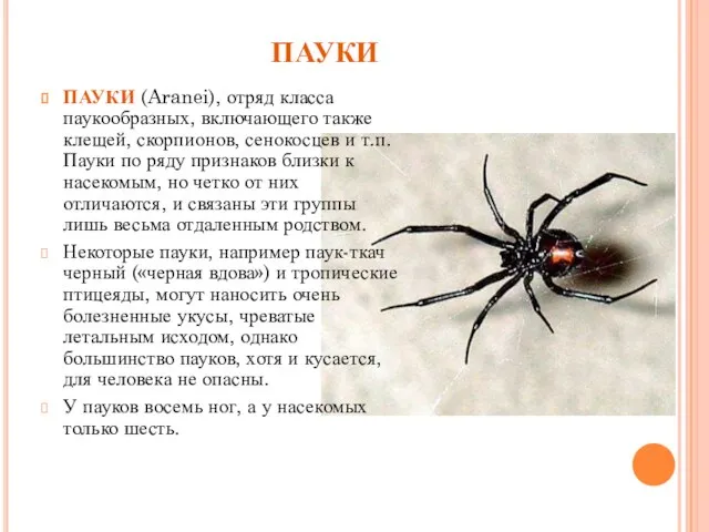 ПАУКИ ПАУКИ (Aranei), отряд класса паукообразных, включающего также клещей, скорпионов, сенокосцев и