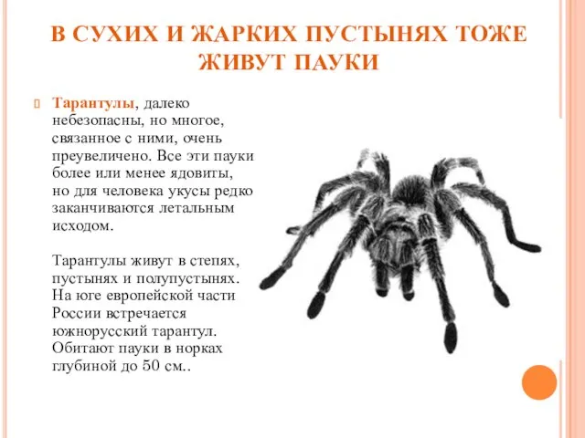 В СУХИХ И ЖАРКИХ ПУСТЫНЯХ ТОЖЕ ЖИВУТ ПАУКИ Тарантулы, далеко небезопасны, но