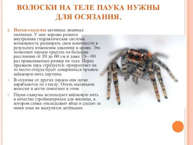 ВОЛОСКИ НА ТЕЛЕ ПАУКА НУЖНЫ ДЛЯ ОСЯЗАНИЯ. Пауки-скакуны активные дневные охотники. У