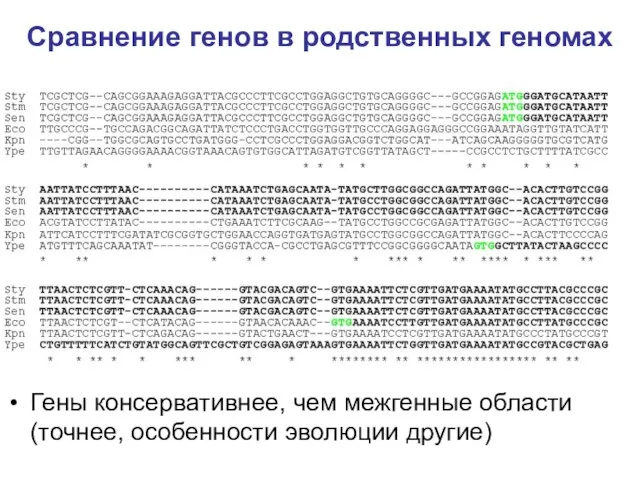 Сравнение генов в родственных геномах Гены консервативнее, чем межгенные области (точнее, особенности эволюции другие)