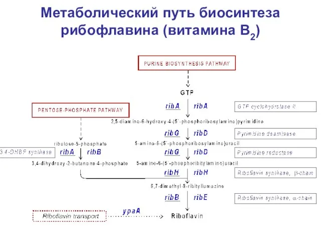 Метаболический путь биосинтеза рибофлавина (витамина В2)